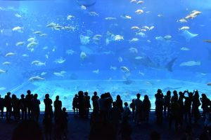 variétés de poissons Périgord aquarium